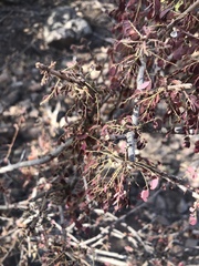 Phyllanthus macranthus macranthus