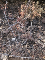 Phyllanthus macranthus macranthus