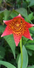 Lilium grayi