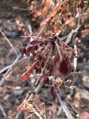 Phyllanthus macranthus macranthus