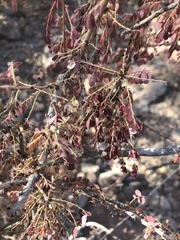Phyllanthus macranthus macranthus