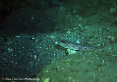 Acentrogobius pflaumii