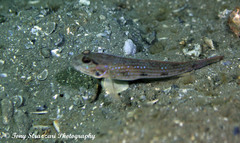 Acentrogobius pflaumii
