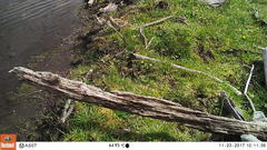Gallinago magellanica