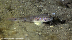 Acentrogobius pflaumii