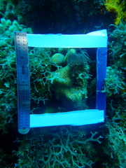 Stephanocoenia intersepta