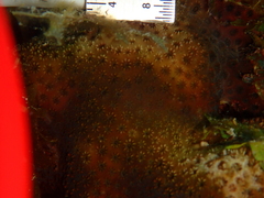 Stephanocoenia intersepta