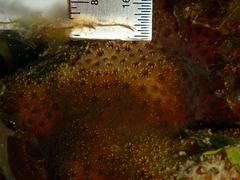 Stephanocoenia intersepta