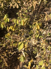 Phyllanthus pinnatus