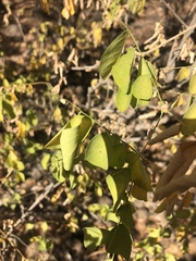 Phyllanthus pinnatus