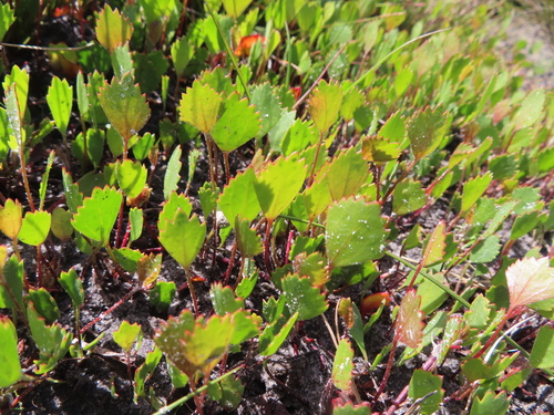 Image of Pelargonium elegans by (c) linkie, some rights reserved (CC BY)