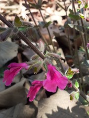 Salvia angustiarum
