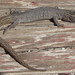 Desert Night Lizard - Photo (c) Jonathan, some rights reserved (CC BY-NC)