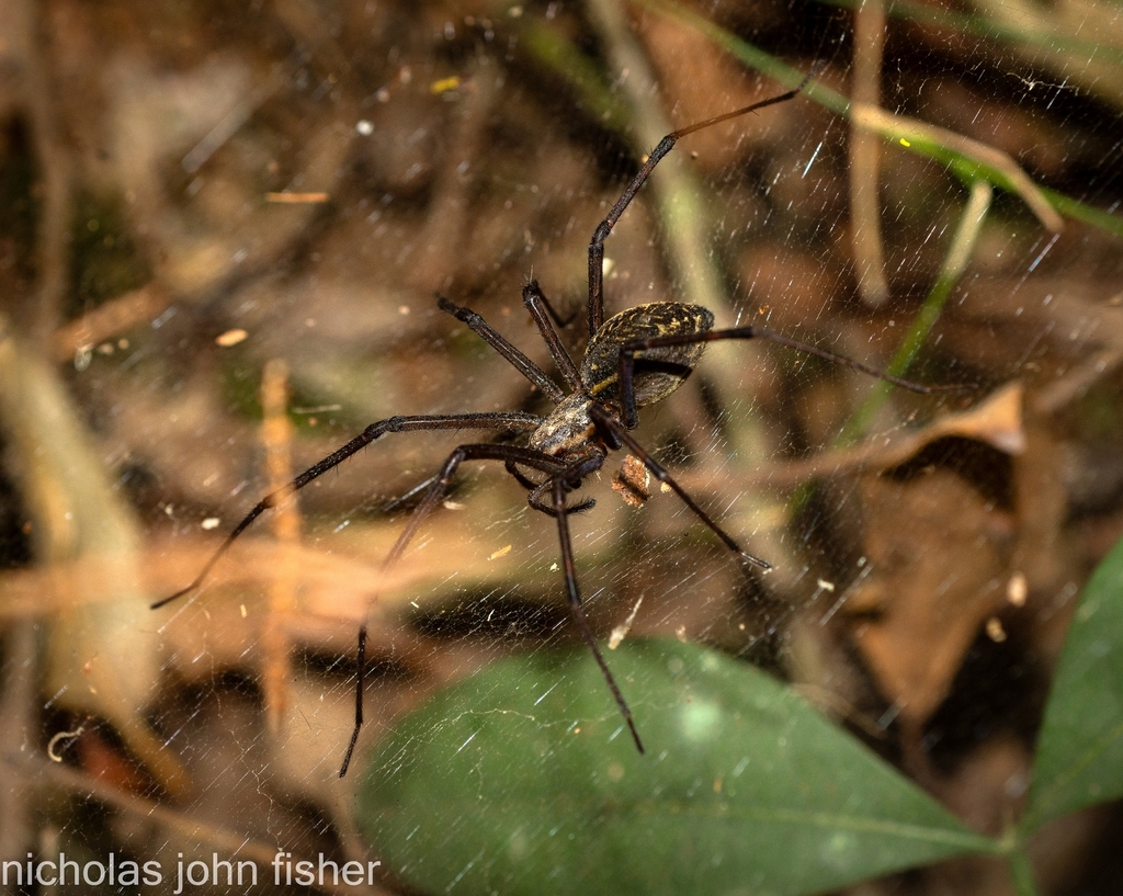 Corasoides terania