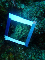 Porites astreoides