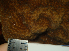 Porites astreoides