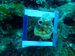 Porites astreoides