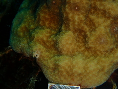 Porites astreoides