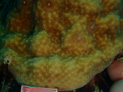 Porites astreoides