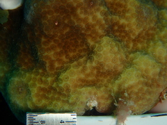 Porites astreoides