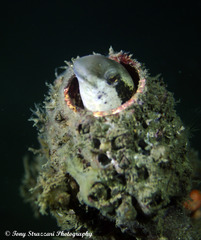 Petroscirtes breviceps
