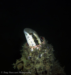Petroscirtes breviceps