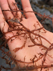 Cumathamnion decipiens