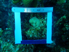 Porites astreoides