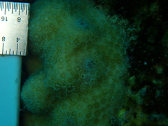 Porites astreoides