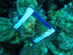 Porites astreoides