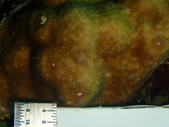 Porites astreoides