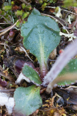 Micranthes hieraciifolia