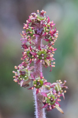 Micranthes hieraciifolia