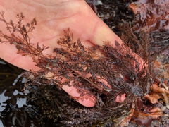 Odonthalia floccosa