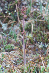 Micranthes hieraciifolia