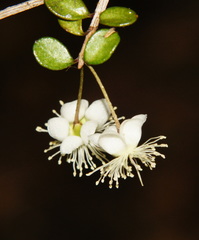 Neomyrtus pedunculata