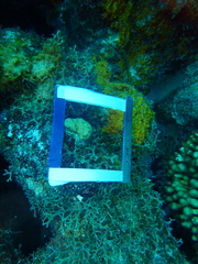 Stephanocoenia intersepta