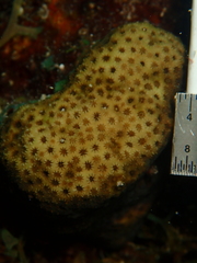 Stephanocoenia intersepta