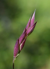 Vahlodea atropurpurea