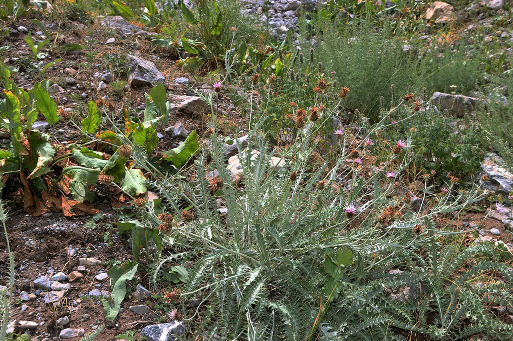 Arctium pterolepidum