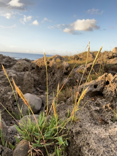 Ischaemum setaceum