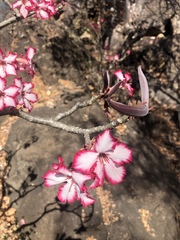 Adenium multiflorum