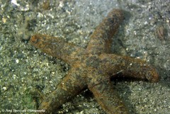 Nepanthia crassa