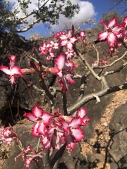 Adenium multiflorum