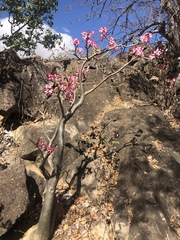 Adenium multiflorum