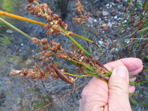 Cannomois parviflora (Cannomois parviflora)