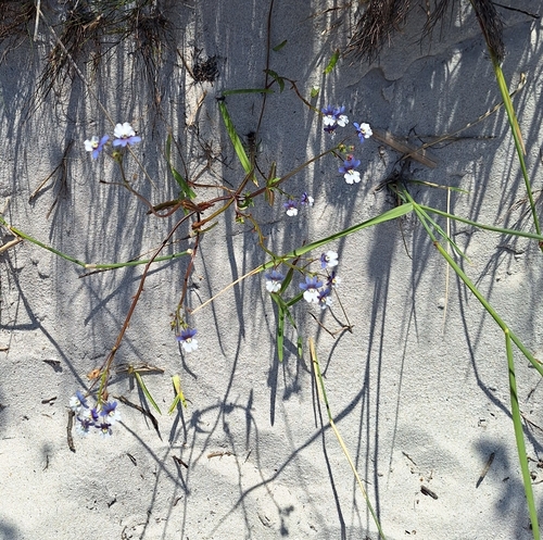 Image of Nemesia affinis by (c) Adele SL, some rights reserved (CC BY)