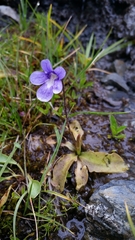 Pinguicula macroceras
