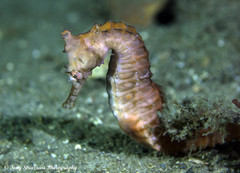 Hippocampus subelongatus