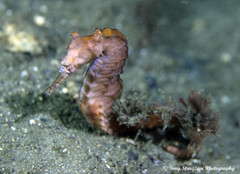 Hippocampus subelongatus